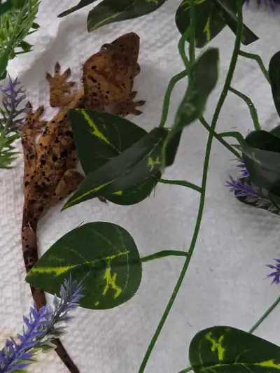 Crested Gecko, View more