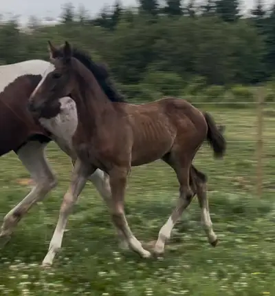 2025 Holsteiner / Oldenburg Filly, View more