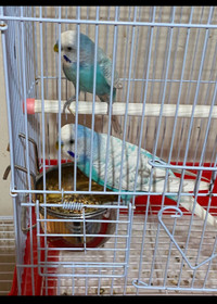 Selling 3 Male budgies $125 with cage 