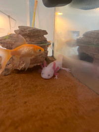 Axolotl with aquarium and filter
