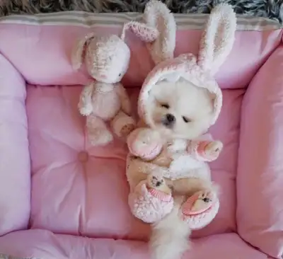 Tiny Teddy Bear Pomeranians, View more
