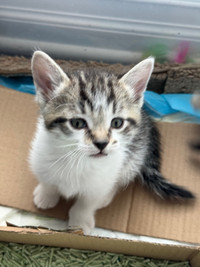 chaton de race mixte bengal / mixed breed kitten for sale 