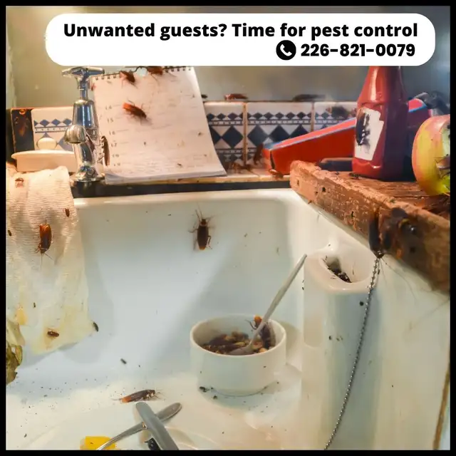 ✆ 226-821-0079 Pest Control – Serving the GTA in Cleaners & Cleaning in Mississauga / Peel Region - Image 3