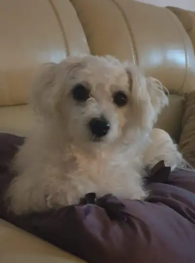 Hi everyone, have you seen this female white Poodle mix dog. we lost her this morning. Please call m...