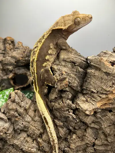 Yellow male crested gecko, View more