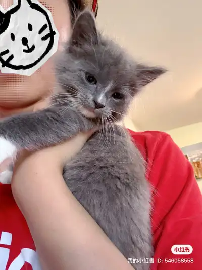Finding him a new home , 9 weeks, View more