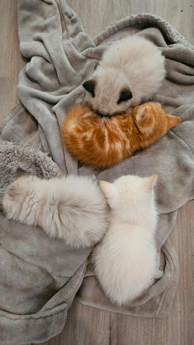 Mixed persian kittens! Wont last long! in Cats & Kittens for Rehoming in Peterborough - Image 2