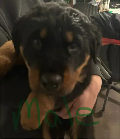 Rottweiler puppies, View more