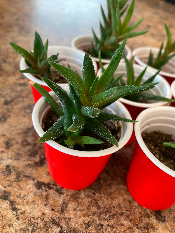 Haworthia babies in Plants, Fertilizer & Soil in Calgary