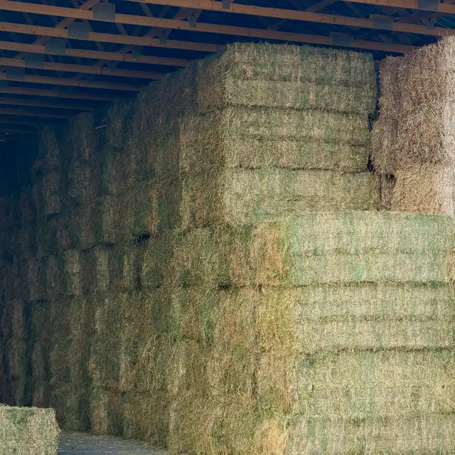 Alfalfa BIG squares in Other in Portage la Prairie - Image 5