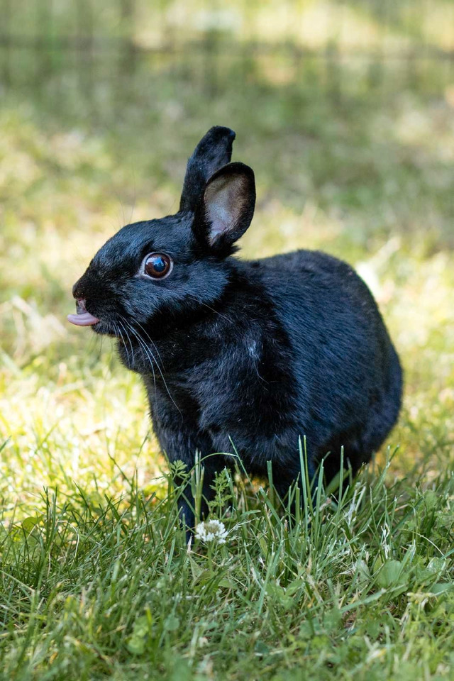 Bunnies looking for loving families  in Small Animals for Rehoming in Brantford