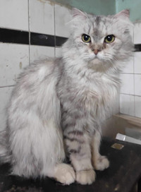 Siberian / Himalayan mixed male cat for adoption
