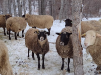 SOLD -Romanov ewes with ewe lambs