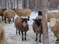 SOLD -Romanov ewes with ewe lambs