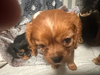 Cavaliers purebred and Rare Frenchie Cavalier crosses, View more