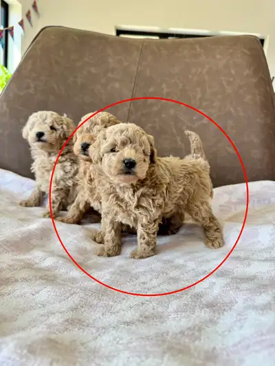Small Miniature Poodle Puppies, View more