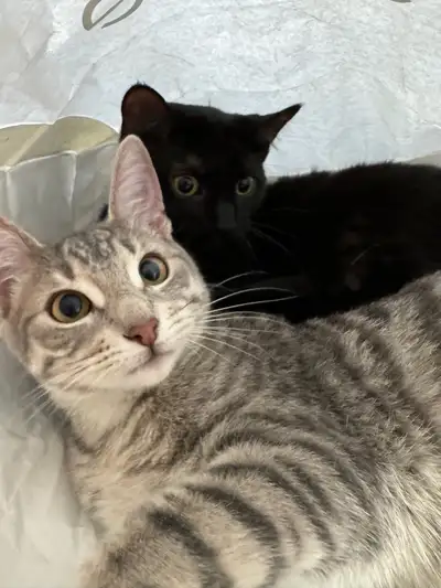kittens to good homes, View more