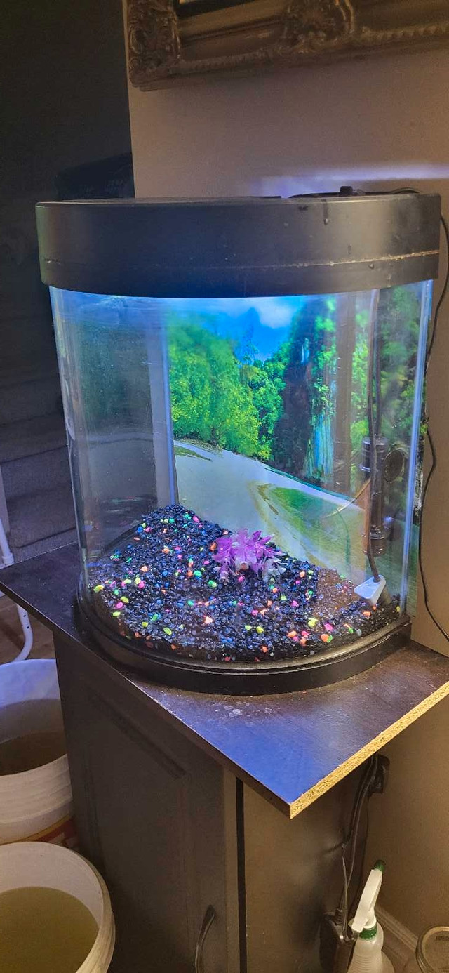 15 gallon Glow fish tank in Fish for Rehoming in Moncton