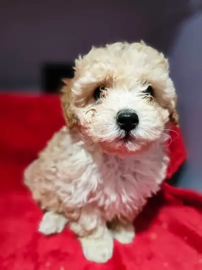 Adorable babies. Hypoallergenic non shedding pure poodles. Raised with cats children and other dogs....