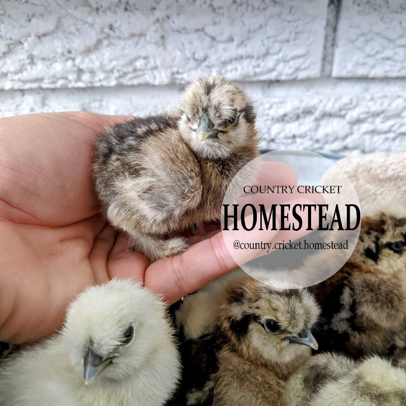 Coloured silkie chicks kid friendly, pet chickens Livestock