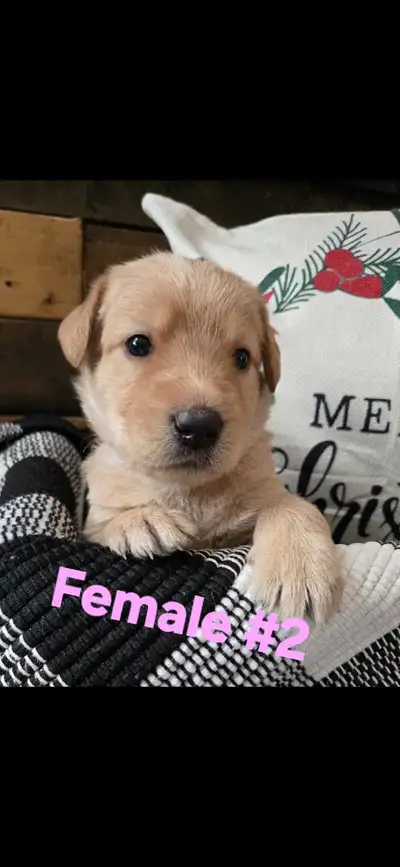 Aussiedoodle/Lab Puppies, View more