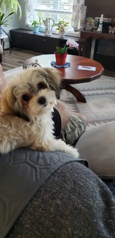 I have a Morkie, Maltese pup for sale., View more