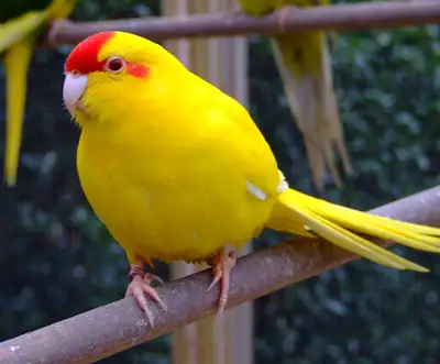 Kakariki jaune Femelle 5 mois- Nourri à la main/handfed, View more