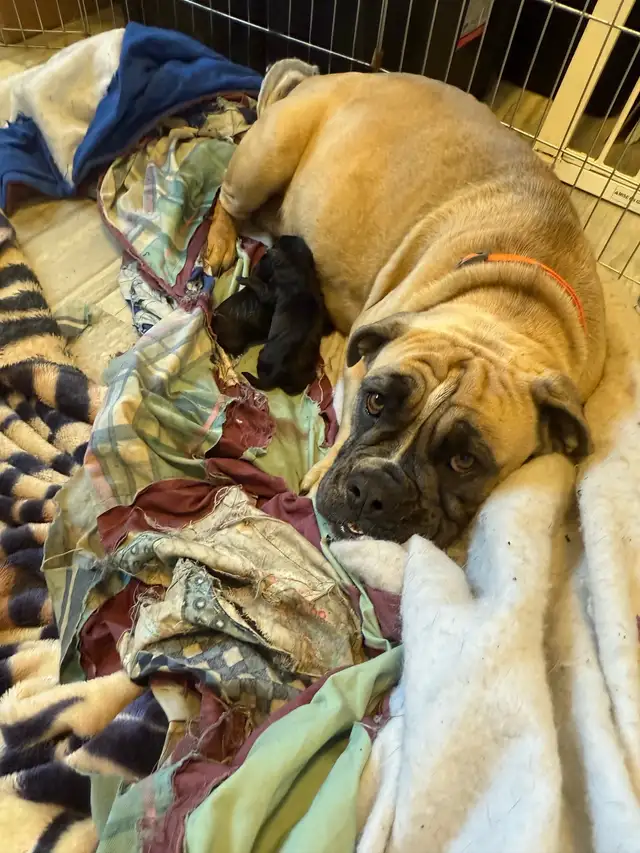 English bull dogs in Dogs & Puppies for Rehoming in Edmonton - Image 7