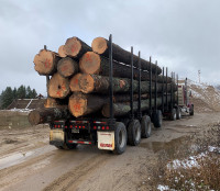Looking for white pine logs