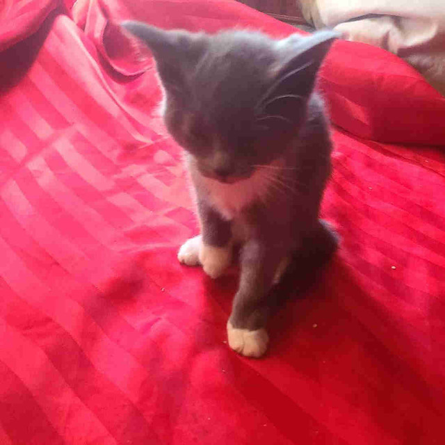 Ten week old kittens for sale in Cats & Kittens for Rehoming in Kapuskasing