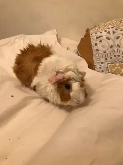 Rehoming our Guinea pig. She’s roughly 1 year old. She’s affectionate and enjoys baths. Rehoming bec...