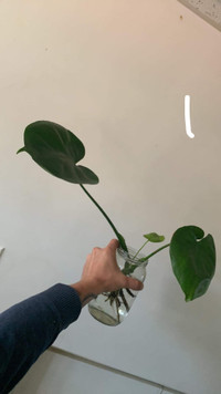 Monstera and burrows tail cuttings