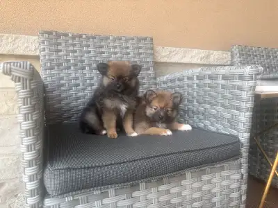 Pomeranian pups ready, View more