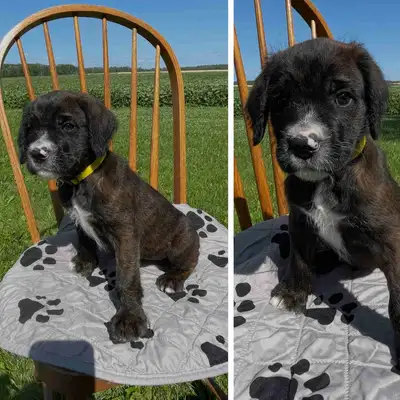 ♥️Cane Corso cross sweethearts ♥️, View more