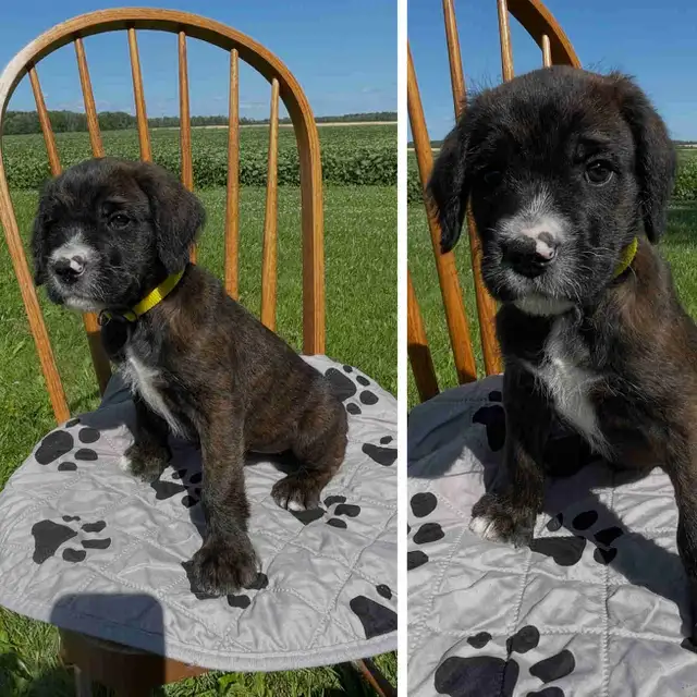 ♥️Cane Corso cross sweethearts ♥️ in Dogs & Puppies for Rehoming in Owen Sound - Image 2