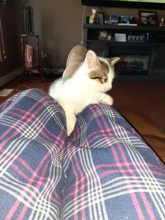 3 kittens  in Cats & Kittens for Rehoming in North Bay - Image 5