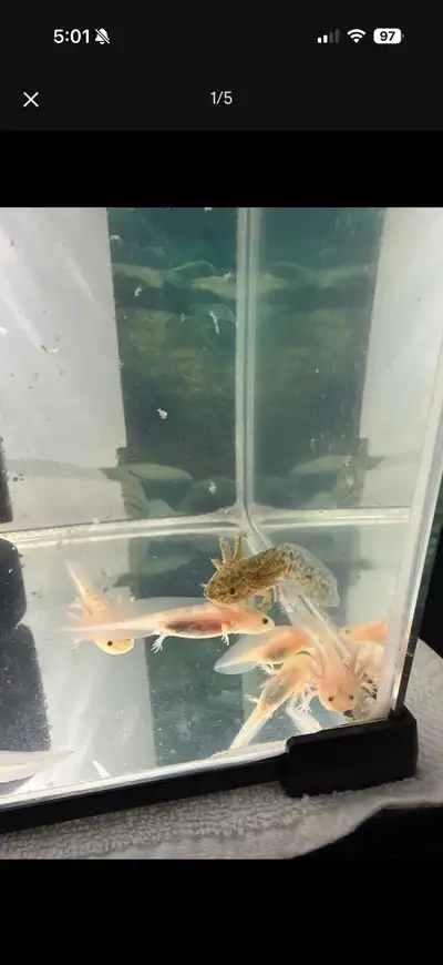I breed axoltols, I have wild type and Leucistic Axoltols for sale. ($50 EACH) they are a few months...