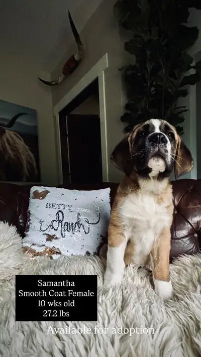 Our BettyRanchSaints True Grit litter arrived March 29th , 2025 Second Litter born to Wesson & Tully...