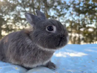 Male dwarf bunny seeking a loving home! I’m guessing he is around 5 years old. He is very easygoing...