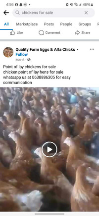 Chickens for remhoming and duck or geese or any other animal 