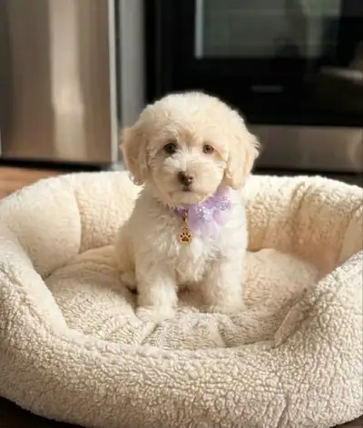 Small female ( maltipoo), View more