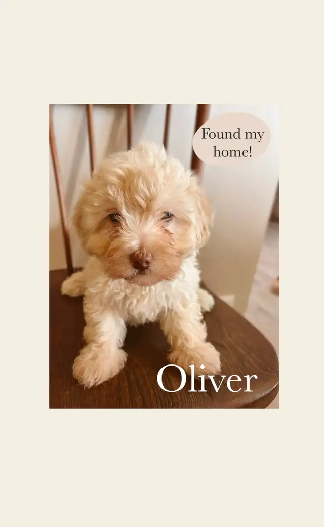 Havanese/Poodle Puppies - *One Left* in Dogs & Puppies for Rehoming in Edmonton - Image 5