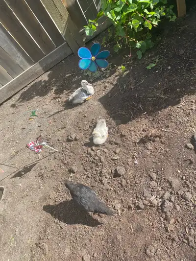 2 baby ducks and a hen, View more
