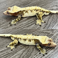 Multiple Crested Geckos For Sale