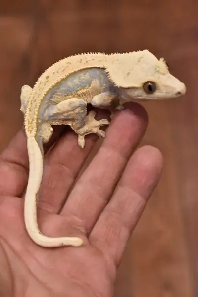 Crested Gecko-CL011, View more