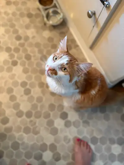Ginger&White longhair domestic cat, View more