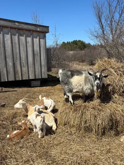 Goats for Sale, View more