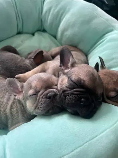 French bulldog puppies, View more