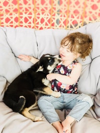 SIBERIAN HUSKY PUPPIES ❤️ blue eyes agouti