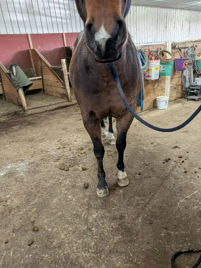 AQHA Bay papered Gelding. 7 yo. Super broke! in Horses & Ponies for Rehoming in Lethbridge - Image 6